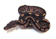 Vanilla Cinnamon