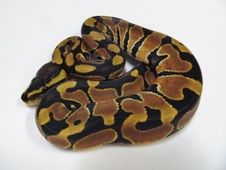Woma