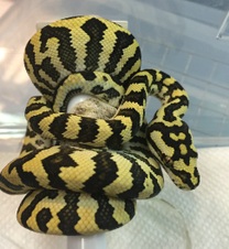 2015 50/50 Carpondro Female