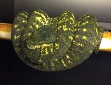 "Magnifico" 2008 75% GTP Carpondro