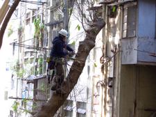 21st Century Tree Care Operations