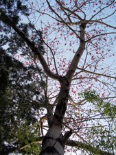 ATP Training Site in Fanling, Hong Kong