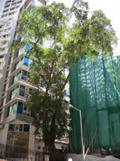 Hong Kong Tree Risk Assessment