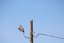 Enlarge photo 237