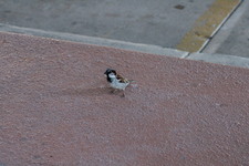 Enlarge photo 382