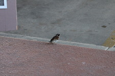 Enlarge photo 384