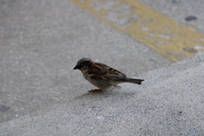 Enlarge photo 385