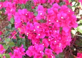 Enlarge photo 171