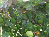 Enlarge photo 180