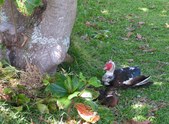 Enlarge photo 150