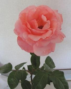 Enlarge photo 14