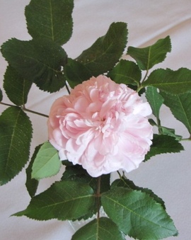 Enlarge photo 20