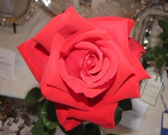 2009 TCRS Rose Show