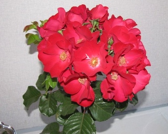 Enlarge photo 21