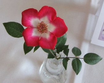 Enlarge photo 23