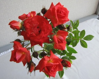 Enlarge photo 24
