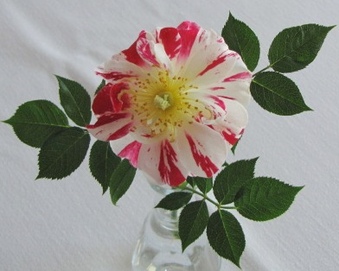 Enlarge photo 25