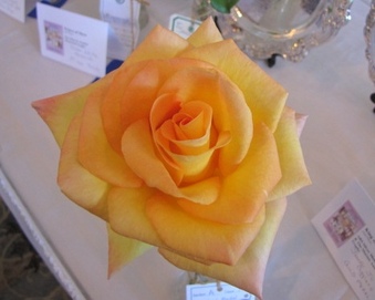Enlarge photo 2