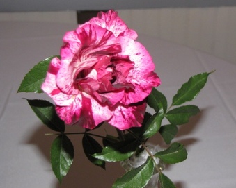 Enlarge photo 27