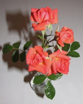 Enlarge photo 29