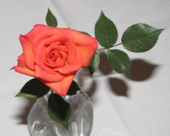 Enlarge photo 28