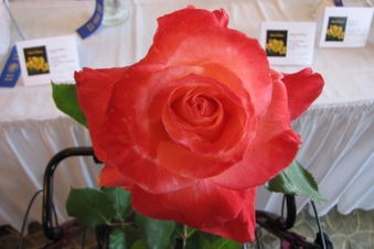 Enlarge photo 1