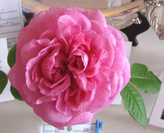 Enlarge photo 21