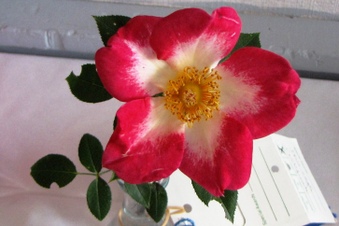 Enlarge photo 25