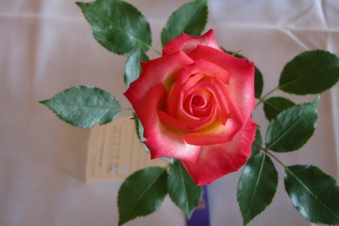 Enlarge photo 7