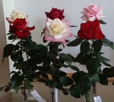 2015 Tri City Rose Show