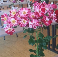 Enlarge photo 16