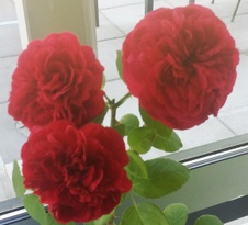 Enlarge photo 19