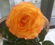 Enlarge photo 3
