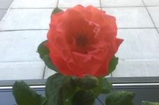 Enlarge photo 31
