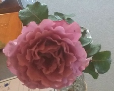 Enlarge photo 42