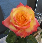 Enlarge photo 11