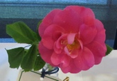 Enlarge photo 29