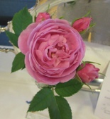 Enlarge photo 16
