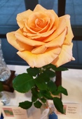 Enlarge photo 3