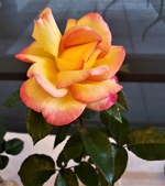 Enlarge photo 17