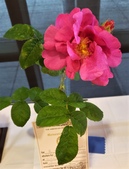 Enlarge photo 29