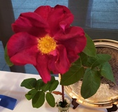 Enlarge photo 33