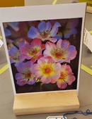 Enlarge photo 35