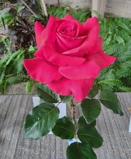 Enlarge photo 5