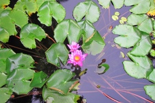 Enlarge photo 158