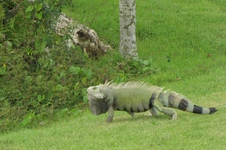 Enlarge photo 146