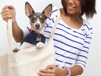 Past litters- Neka & Kitchi  7/23/10