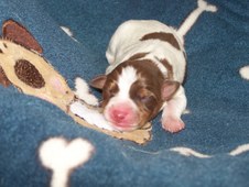 Past pups growing up!