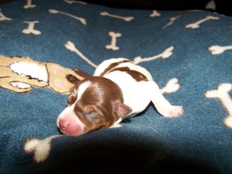 Past Litters - 11/19/09