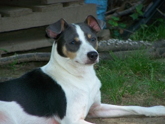 Pocomtuc's Blu Viho-Veon